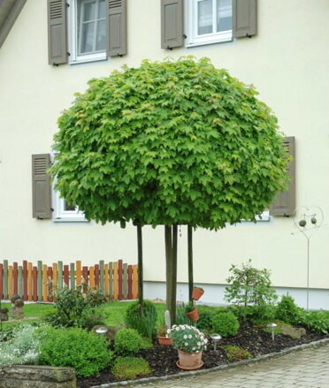 Acer plat. Globosum 250cm, km. 200cm volnok.