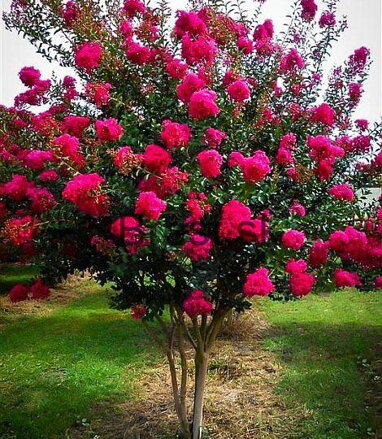 Lagerstroemia indica -myrta krepová 140/160