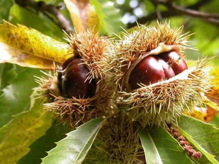 Gaštan jedlý - Volou castanea sativa samoopelivý 